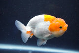 Juvenile Lionchu  Red White 3.5 Inch (ID#1022R11b-32) Free2Day SHIPPING