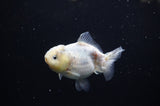 Yuan Bao Oranda  Granite 4 Inch (ID#311Yb10b-49) Free2Day SHIPPING