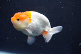 Juvenile Lionchu  Red White 3.5 Inch (ID#1022R11b-32) Free2Day SHIPPING