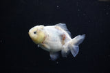 Yuan Bao Oranda  Granite 4 Inch (ID#311Yb10b-49) Free2Day SHIPPING