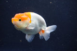 Juvenile Lionchu  Red White 3.5 Inch (ID#1022R11b-32) Free2Day SHIPPING