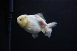 Yuan Bao Oranda  Granite 4 Inch (ID#311Yb10b-49) Free2Day SHIPPING
