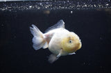 Yuan Bao Oranda  Granite 4 Inch (ID#311Yb10b-49) Free2Day SHIPPING