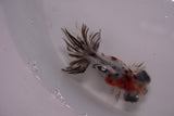 Butterfly  Calico 3.5 Inch (ID#1210B8b-64) Free2Day SHIPPING