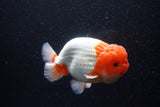 Jumbo Lionchu  Red White 5 Inch (ID#224R12a-96)