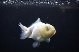 Yuan Bao Oranda  Granite 4 Inch (ID#311Yb10b-49) Free2Day SHIPPING