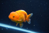 Juvenile Lionchu  Red White 3 Inch (ID#1022R11b-33) Free2Day SHIPPING