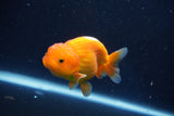 Juvenile Lionchu  Red White 3 Inch (ID#1022R11b-33) Free2Day SHIPPING