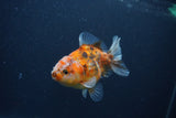 Yuan Bao Oranda  Calico 3.5 Inch (ID#0107Yb10b-74) Free2Day SHIPPING