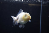 Yuan Bao Oranda  Granite 4 Inch (ID#311Yb10b-49) Free2Day SHIPPING