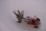 Butterfly  Calico 3.5 Inch (ID#1210B8b-64) Free2Day SHIPPING