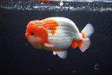 Jumbo Lionchu  Red White 5 Inch (ID#224R12a-96)