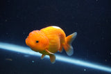 Juvenile Lionchu  Red White 3 Inch (ID#1022R11b-33) Free2Day SHIPPING