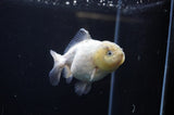 Yuan Bao Oranda  Granite 4 Inch (ID#311Yb10b-49) Free2Day SHIPPING