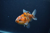 Yuan Bao Oranda  Calico 3.5 Inch (ID#0107Yb10b-74) Free2Day SHIPPING