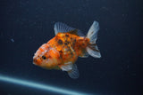 Yuan Bao Oranda  Calico 3.5 Inch (ID#0107Yb10b-74) Free2Day SHIPPING