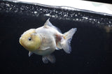 Yuan Bao Oranda  Granite 4 Inch (ID#311Yb10b-49) Free2Day SHIPPING
