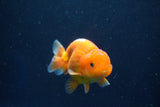 Juvenile Lionchu  Red White 3 Inch (ID#1022R11b-33) Free2Day SHIPPING