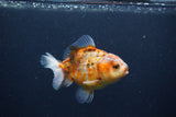 Yuan Bao Oranda  Calico 3.5 Inch (ID#0107Yb10b-74) Free2Day SHIPPING