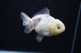 Yuan Bao Oranda  Granite 4 Inch (ID#311Yb10b-49) Free2Day SHIPPING