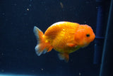 Juvenile Lionchu  Red White 3 Inch (ID#1022R11b-33) Free2Day SHIPPING