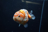 Milk Cow Ranchu  Calico 4.5 Inch (ID#1220R10c-81) Free2Day SHIPPING