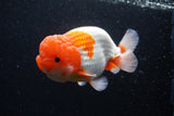 Jumbo Lionchu  Red White 5 Inch (ID#224R12a-96)