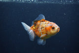 Yuan Bao Oranda  Calico 3.5 Inch (ID#0107Yb10b-74) Free2Day SHIPPING