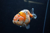 Milk Cow Ranchu  Calico 4.5 Inch (ID#1220R10c-81) Free2Day SHIPPING