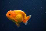 Juvenile Lionchu  Red White 3 Inch (ID#1022R11b-33) Free2Day SHIPPING