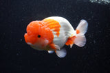 Jumbo Lionchu  Red White 5 Inch (ID#224R12a-96)