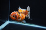 Yuan Bao Oranda  Calico 4 Inch (ID#311Yb10b-50) Free2Day SHIPPING