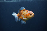 Yuan Bao Oranda  Calico 3.5 Inch (ID#0107Yb10b-74) Free2Day SHIPPING