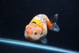 Milk Cow Ranchu  Calico 4.5 Inch (ID#1220R10c-81) Free2Day SHIPPING