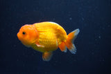 Juvenile Lionchu  Red White 3 Inch (ID#1022R11b-33) Free2Day SHIPPING