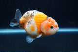 Milk Cow Ranchu  Calico 4.5 Inch (ID#1220R10c-81) Free2Day SHIPPING