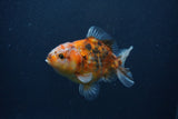 Yuan Bao Oranda  Calico 3.5 Inch (ID#0107Yb10b-74) Free2Day SHIPPING