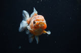 Yuan Bao Oranda  Calico 4 Inch (ID#311Yb10b-50) Free2Day SHIPPING