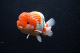 Jumbo Lionchu  Red White 5 Inch (ID#224R12a-96)