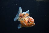 Yuan Bao Oranda  Calico 4 Inch (ID#311Yb10b-50) Free2Day SHIPPING