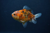 Yuan Bao Oranda  Calico 3.5 Inch (ID#0107Yb10b-74) Free2Day SHIPPING