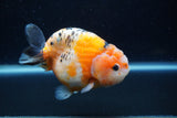 Milk Cow Ranchu  Calico 4.5 Inch (ID#1220R10c-81) Free2Day SHIPPING