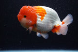 Jumbo Lionchu  Red White 5 Inch (ID#224R12a-96)