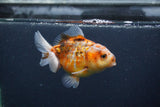 Yuan Bao Oranda  Calico 3.5 Inch (ID#0107Yb10b-74) Free2Day SHIPPING