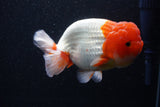 Jumbo Lionchu  Red White 5 Inch (ID#224R12a-96)