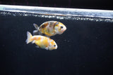 2Pack Ranchu 1.5-2 Inch (ID#1206ToPTD-8) Free2Day SHIPPING