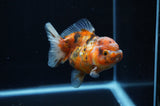 Yuan Bao Oranda  Calico 4 Inch (ID#311Yb10b-50) Free2Day SHIPPING