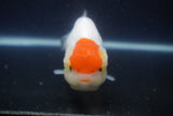 Tancho Lionchu  Red White 4 Inch (ID#1112R2c-76) Free2Day SHIPPING