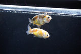 2Pack Ranchu 1.5-2 Inch (ID#1206ToPTD-8) Free2Day SHIPPING