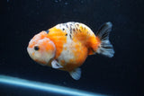 Milk Cow Ranchu  Calico 4.5 Inch (ID#1220R10c-81) Free2Day SHIPPING